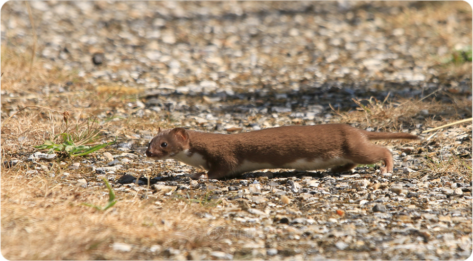 Recent Sightings 22nd - 28th January